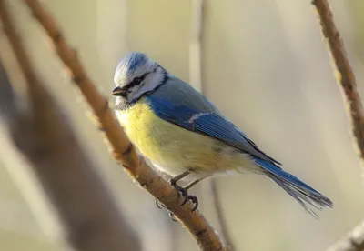 Лазоревка обыкновенная (Cyanistes caeruleus)