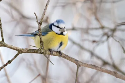 Февральская... Blue tit. Синица. Лазоревка. #birds #bird #птица  #birdwatching #birding #naturephotograpy #птицы #птицымосквы #бердинг… |  Instagram