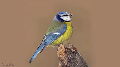 Голоса птиц как поёт Лазоревка Cyanistes caeruleus - YouTube