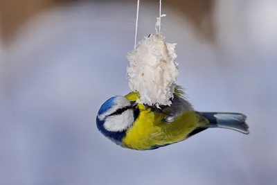 Африканская лазоревка - eBird