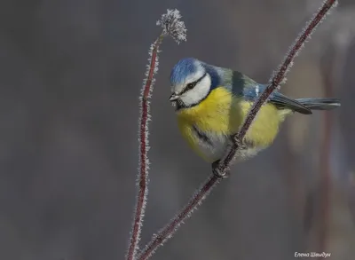 Гибридная лазоревка (Parus (caeruleus x cyanus)). Птицы Сибири.