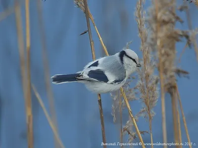 Stupid nut! | Обыкновенная лазоревка (Parus caeruleus) | Marina Yolkina |  Flickr