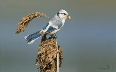 Лазоревка. Фотограф Корнейчук Игорь