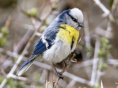 Лазоревка, Cyanistes caeruleus, Blue Tit | Москва, Битца | Oleg Nabrovenkov  | Flickr