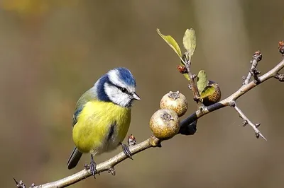 Белая лазоревка (Parus cyanus). Птицы Сибири.