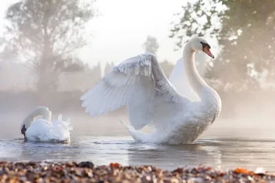 Лебеди — о видах, кормлении и содержании королевских птиц. Фото — Ботаничка