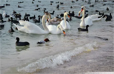 Черный Лебедь Взрослый И Маленький Черные Лебеди Плавают В Пруду — стоковые  фотографии и другие картинки Величественный - iStock