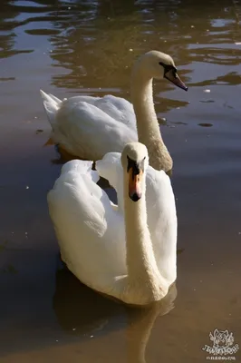 Лебедь-шипун x Лебедь-трубач (гибрид) - eBird