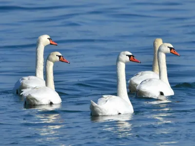 Лебедь-шипун (Cygnus olor) — Зоопарк «Лимпопо» г. Нижний Новгород –  Нижегородский зоопарк