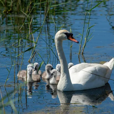 Лебедь-шипун (лат. Cygnus olor) | Yuriy Kuz'menok | Flickr