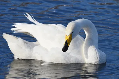 Лебедь-шипун Cygnus olor Mute Swan