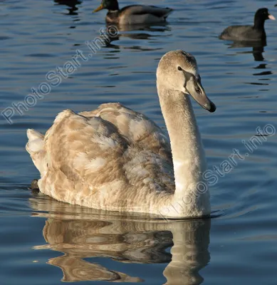 Лебеди (основные отличия): шипун, кликун и малый | Siberian Birds Guide |  Дзен