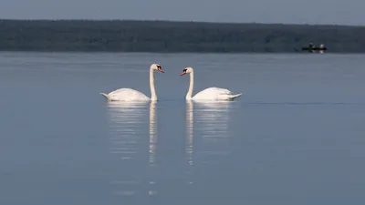 Лебедь-шипун (Cygnus olor). Фото на сайте \"Грибы: информация и фотографии\"