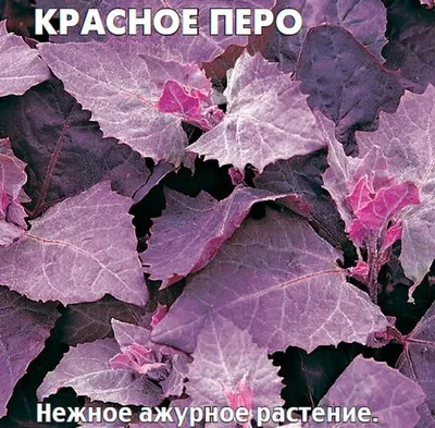 Растения Крыма::Лебеда Садовая