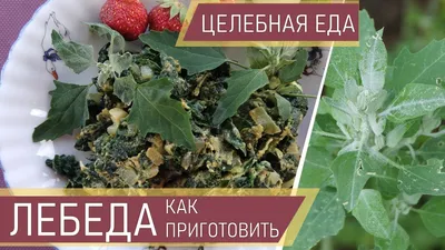 Рецепты блюд из лебеды, щи, лепешки, котлеты и салаты из лебеды