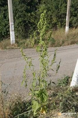 Растения Крыма::Лебеда Садовая