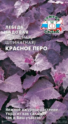 Семена Лебеда садовая \"Фиолетовая\", цветы купить по цене 59 ₽ в  интернет-магазине KazanExpress