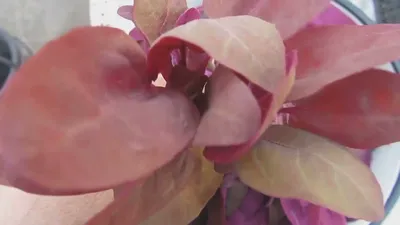 Лебеда садовая, финская – Atriplex hortensis L. (1) — Мегаэнциклопедия  Кирилла и Мефодия — медиаобъект