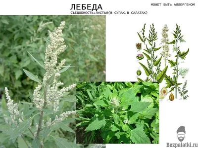 Лебеда садовая | Plants, Herbs, Garden