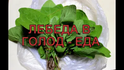 Красные Семена Лебеда В Деревянной Миске. Съедобные Плоды Chenopodium Лебеда  Зерновых Культур В Семье Амаранта Является Pseudocereal И Использованное  Приготовлено. Изолированные Макрос Еда Крупным Планом Фото Сверху На Белом  Фоне. Фотография, картинки,