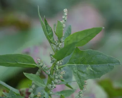 Chenopodium album - Image of an specimen - Plantarium