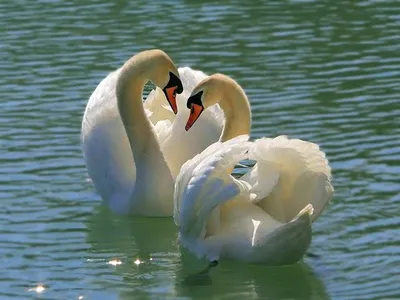 Лебеди на озере (59 фото) - 59 фото