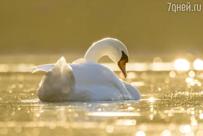 Лебеди на Суджукской косе Новороссийска учатся летать