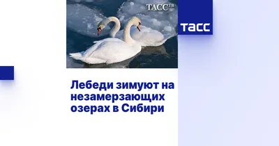 Оренбургские лебеди собрались в отпуск - Газета \"Оренбуржье\"
