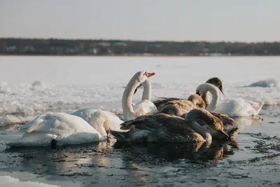 Лебеди зимуют на незамерзающих озерах в Сибири - ТАСС