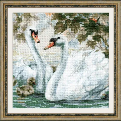 Лебеди Лебедь-Шипун Семья - Бесплатное фото на Pixabay - Pixabay