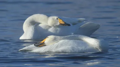В Астрахани на Лебединое озеро вернулись лебеди | ИА Красная Весна