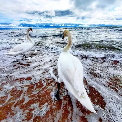 Лебеди в любов - любов на всю жизнь, вечная любовь Стоковое Фото -  изображение насчитывающей пер, бобра: 154606752