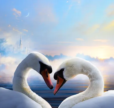 Обои фото любовь, лебеди, love image, swan, couple, lake, 4k, Животные  #15303