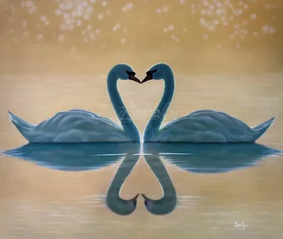 Обои Лебедь, пара, озеро, милые животные, любовь, Swan, couple, lake, cute  animals, love, Животные #4510