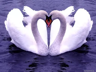 Черные лебеди. Лебединая любовь. Черный лебедь. Лебеди в пруду | Черный  лебедь, Лебедь, Пруд