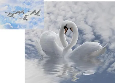Пара лебедей образует сердце со словами «любовь». | Премиум Фото