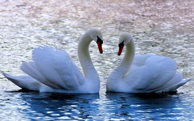 Лебеди - символ верной, чистой любви, неразлучности ❤️ Именно они сегодня  спешат поздравить Вас с Днем семьи, любви и верности! ❤️ Счастья … |  Символы, Васи, Лебедь