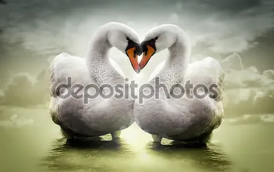 Любовные лебеди высококачественная творческая цифровая иллюстрация  абстрактная любовь | Премиум Фото