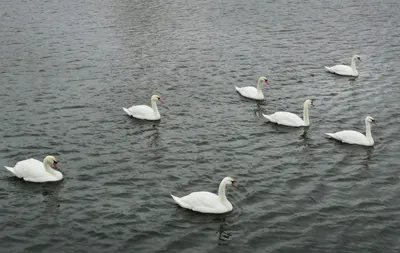 Файл:Лебеди и любовь в Саратовском городском парке культуры и отдыха.jpg —  Википедия