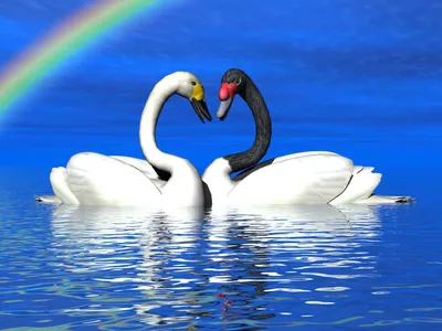 Фотообои «пара лебедей в любви»