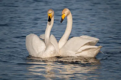 Пара Лебедей Шеями Образуют Сердце Спаривание Двух Белых Лебедей Лебеди  стоковое фото ©Wert1007@gmail.com 447782644