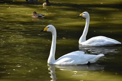 Два Белых Лебедя Водой Сердце Белые Лебеди Любят Сцены Настоящая стоковое  фото ©Stylish_Pics 349913424