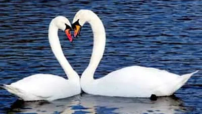Лебеди неразлучники, любовь» — создано в Шедевруме