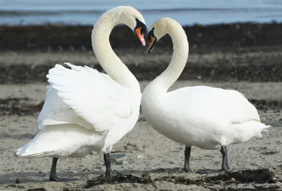 Спасение влюблённой пары лебедей | Пикабу