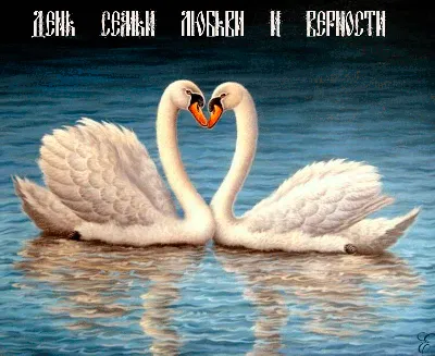 Две белые лебеди сцены с водой сердца Белые лебеди любят сцену Настоящая  любовь двух лебедей Стоковое Фото - изображение насчитывающей красивейшее,  бобра: 160779638