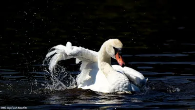 Черные лебеди плавают в воде - обои на рабочий стол