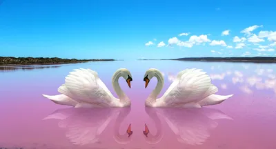 Пара лебедей - Фотообои на заказ в интернет магазин arte.ru. Заказать обои  Пара лебедей Арт - (16310)