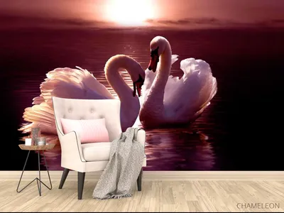 Фотообои Красивый белый лебедь на стену. Купить фотообои Красивый белый  лебедь в интернет-магазине WallArt
