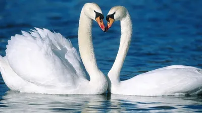 Обои Белые лебеди, озеро, закат 750x1334 iPhone 8/7/6/6S Изображение