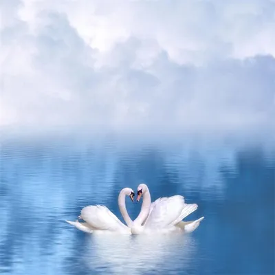 Фотообои Лебеди на закате (id 42009870), купить в Казахстане, цена на  Satu.kz